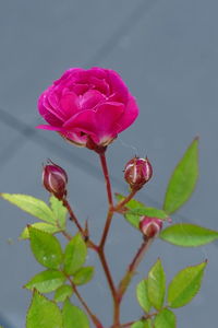 Close-up of pink rose plant