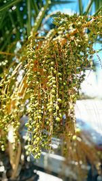 Close-up of plants