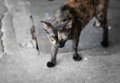 High angle view of cat on street