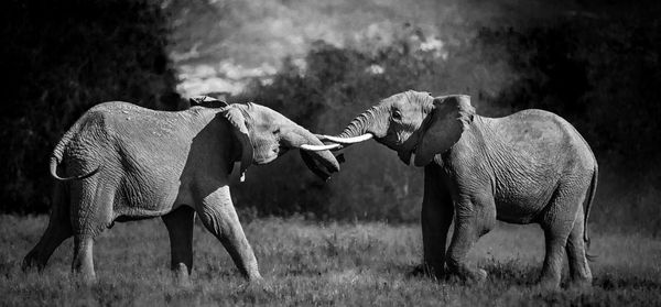 Elephant standing on field