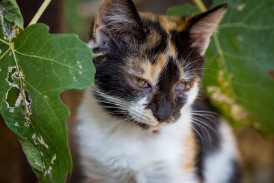 Close-up of cat sitting outdoors