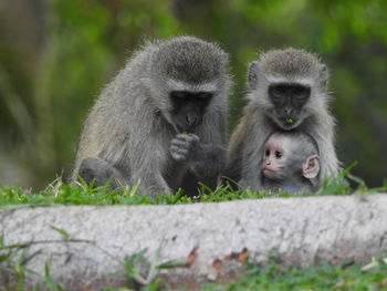 Monkeys on grass