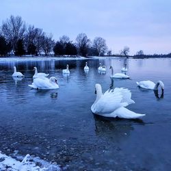 Swans and ducks swimming in lake against sky