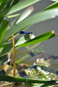 Close-up of fly on leaf