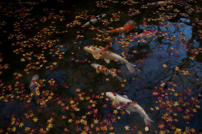 High angle view of fish swimming in pond