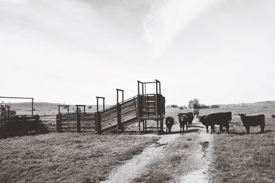 Horses grazing on field against sky