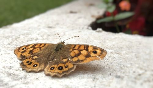 High angle view of butterfly