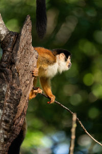 Profile of a squirrel monkey in costa rica