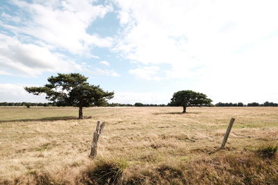 Trees on field against sky