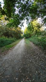 Empty road along trees