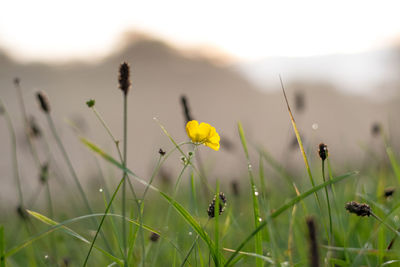 Close-up of flowering plant on field