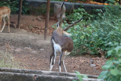 Mature male black buck deer walking in deep black buck, antelope cervicapra.impala antelope
