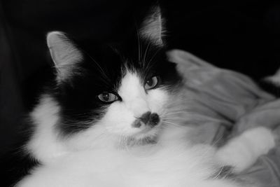 Close-up portrait of cat at home