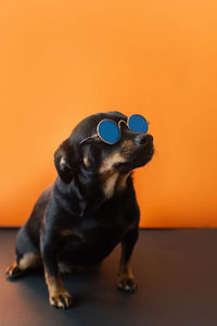 Close-up of a dog looking away