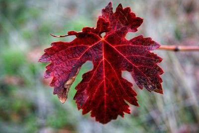 Close-up of red maple leaves