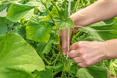 Women's hands are tying cucumbers in the garden. green cucumber seedlings in the greenhouse