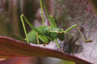 Green speckled bush cricket hunting on red leaves