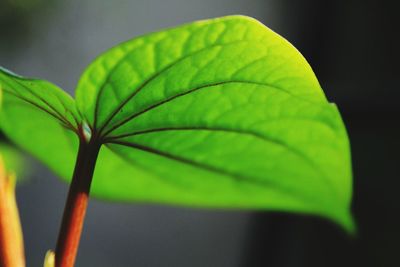 Close-up of plant