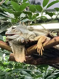 Close-up of butterfly on plant