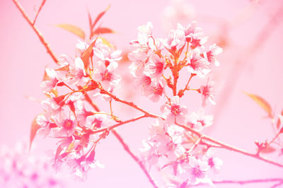 Close-up of pink flowers