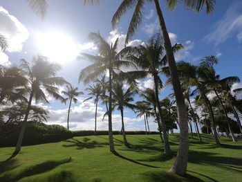 Palm trees on landscape against sky