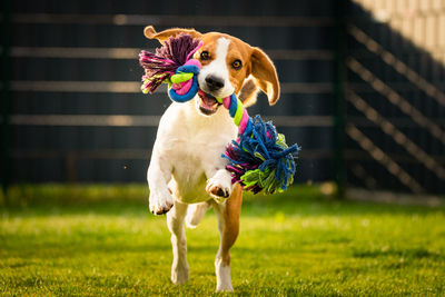 Portrait of dog holding toy while running on land