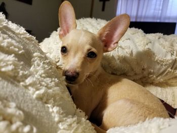 Portrait of dog on bed at home