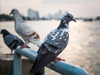 Close-up of seagull perching on shore against sky