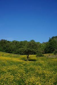 Scenic view of field against clear sky