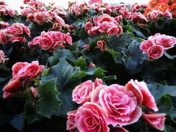 Close-up of pink roses