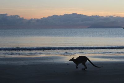 Silhouette of kangaroo on beach during sunset
