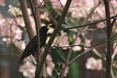 Close-up of bird perching on railing
