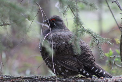 Close-up of bird perching on branch