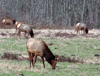 Sheep grazing in a farm