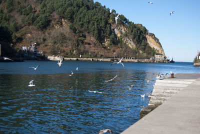 Seagulls flying over sea against clear sky