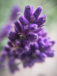 Close-up of purple flowering plant