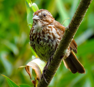 Close-up of a bird perching on branch