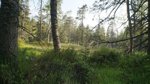 Scenic view of forest