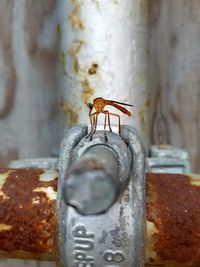 Close-up of insect