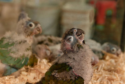 Close-up of a monkey