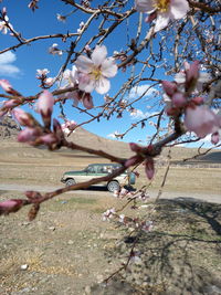 Close-up of pink cherry blossoms against sky