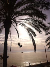 Silhouette palm trees on beach against sky at sunset