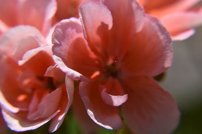 Close-up of flowering plant