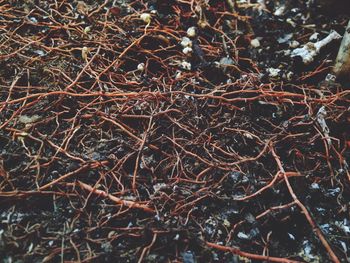 Close-up of bare tree branches