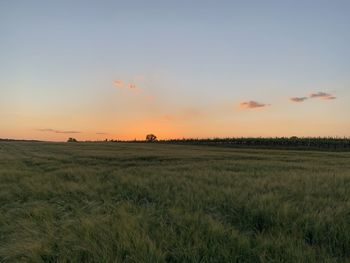 Scenic view of field against sky during sunset