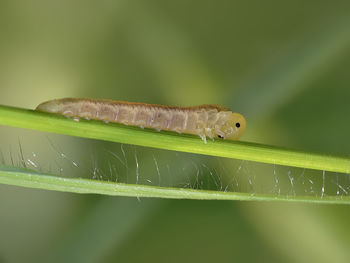 Close-up of insect on leaf