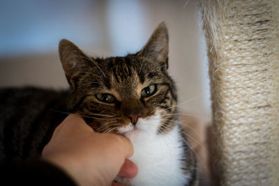 Cat on hand