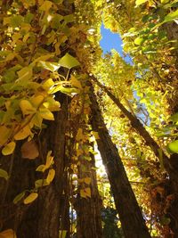 Low angle view of tree leaves