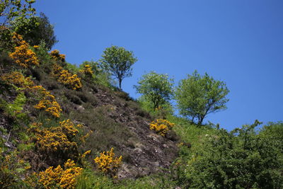 Scenic view of trees against clear blue sky