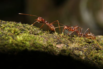 Close-up of ant on plant